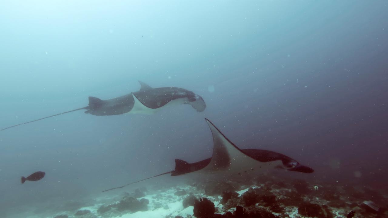 Absolute Scuba Bali Dive Resort Padangbai  Dış mekan fotoğraf